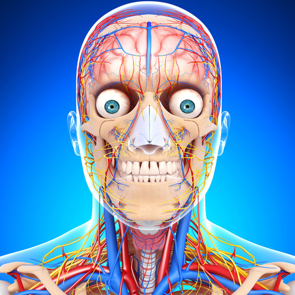 sistema circulatório da cabeça nervosa isolado em branco
 - Foto, Imagem