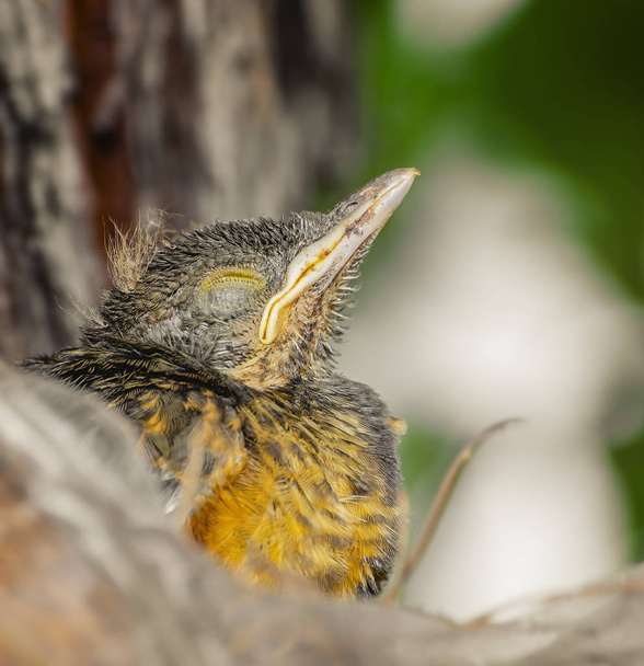 Yavru kuş ile uyuyan gözler kapalı. Henüz anne için bekleyen uçmaz küçük kuş. Kızıl karınlı ardıç kuşu. Turdus Rufiventris; Sabia Laranjeira. - Fotoğraf, Görsel