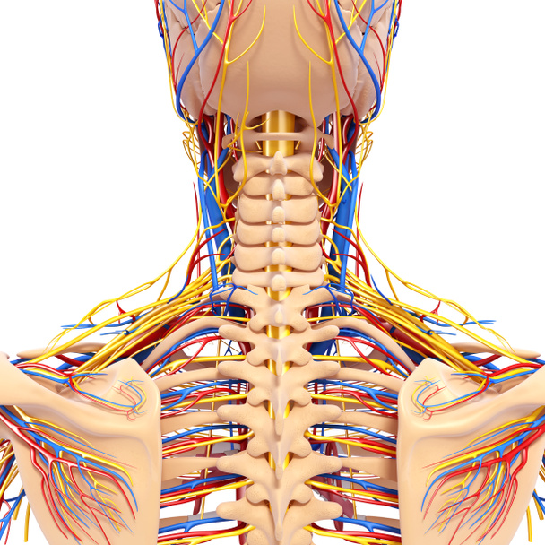 sistema circulatório de retrovisão das costas isolado em branco
 - Foto, Imagem
