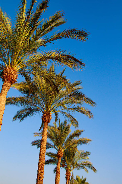 Palm tree listy na obloze na pozadí - Fotografie, Obrázek