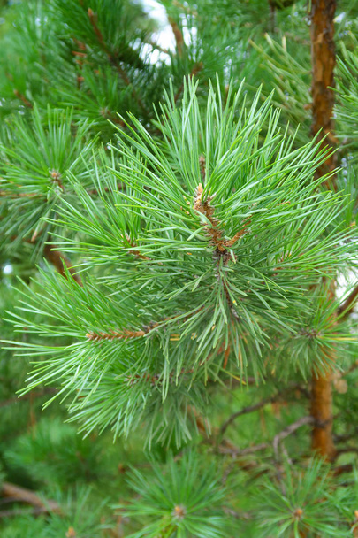 large green needles of a tree spruce - Foto, Imagen
