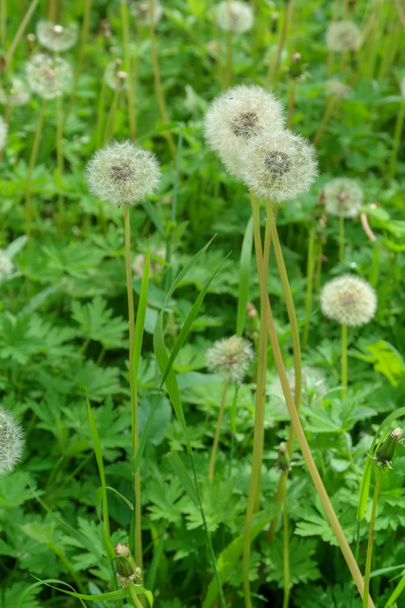 білі кульбаби в зеленій траві природа
 - Фото, зображення