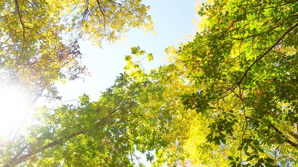 Листя дерев вид знизу в небо, осінній пейзаж
 - Фото, зображення