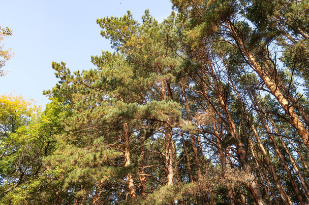 borovice lesní pohled zdola na obloze - Fotografie, Obrázek