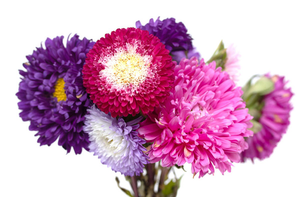 квіти айстр ізольовані на білому тлі
 - Фото, зображення