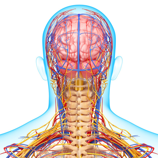 visão traseira do sistema circulatório e nervoso da visão traseira do cérebro
 - Foto, Imagem
