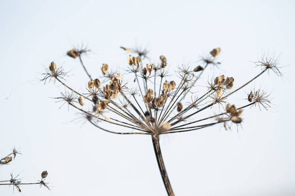 dry parsley flowers on nature - Φωτογραφία, εικόνα
