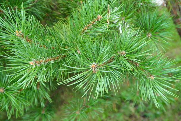 large green needles of a tree spruce - Photo, Image
