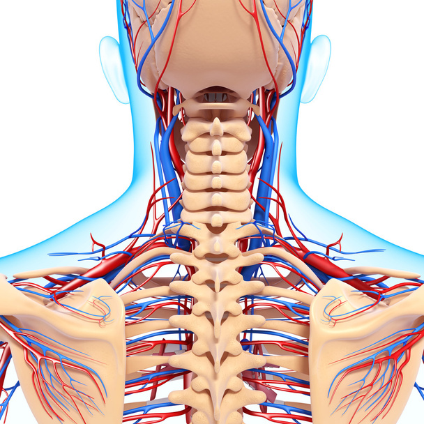 sistema circulatório de retrovisão de costas isoladas
 - Foto, Imagem