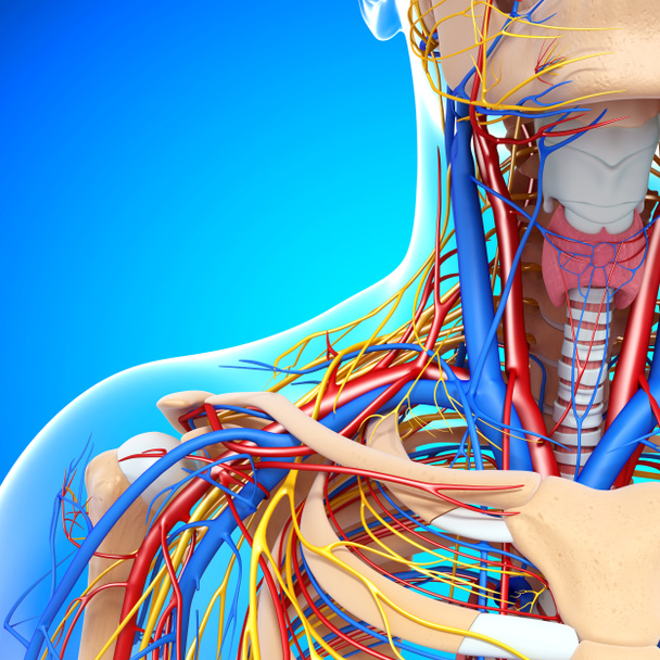 visión media frontal del sistema circulatorio de la garganta aislado
 - Foto, Imagen