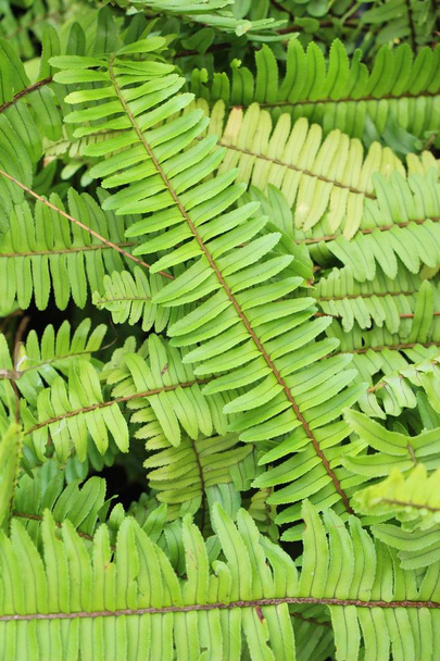 Fern is beautiful in garden with nature - Photo, image