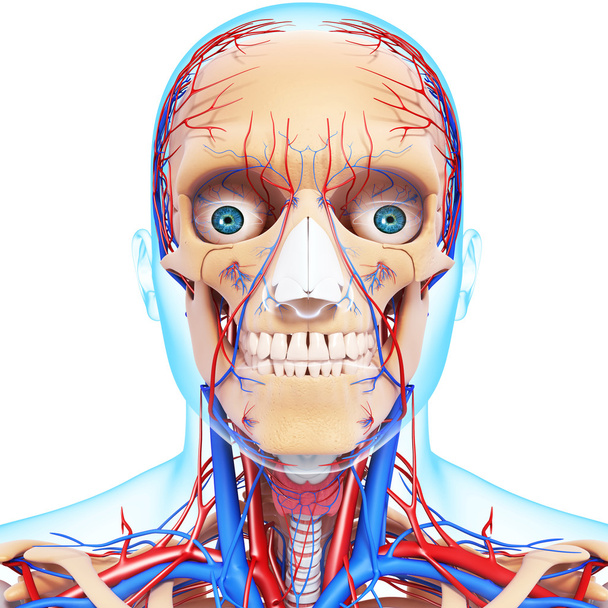 cabeça nervosa com, olhos, garganta, dentes e sistema circulatório isolado
 - Foto, Imagem