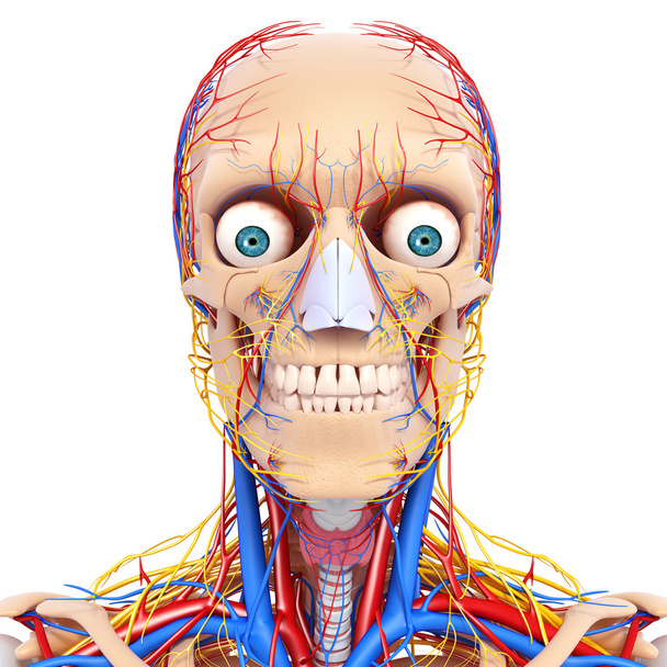 sistema circulatório da cabeça nervosa isolado
 - Foto, Imagem