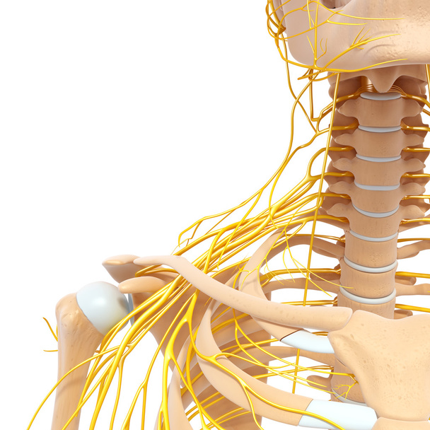 metade visão esquelética do corpo humano com sistema nervoso
 - Foto, Imagem