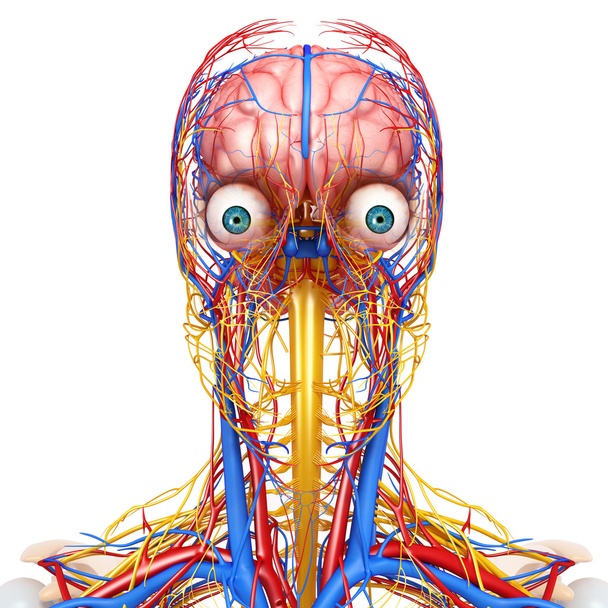 visão lateral do sistema circulatório da cabeça isolado
 - Foto, Imagem