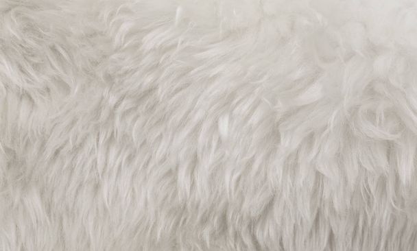 Witte dierlijke wol textuur achtergrond, beige natuurlijke schapenwol, close-up textuur van pluche pluizige vacht - Foto, afbeelding