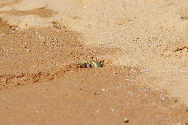 piasek kraba na piasku w norach - Zdjęcie, obraz