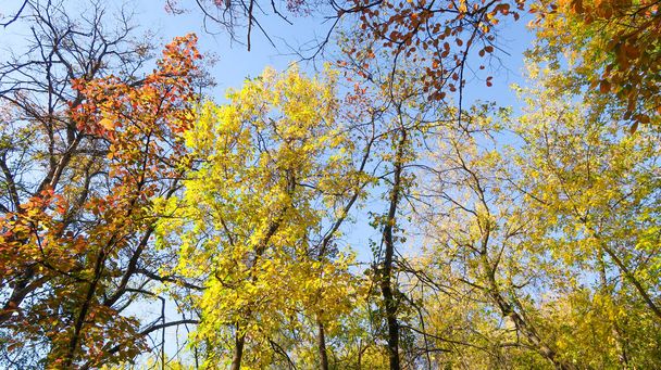 feuilles d'arbres vue d'en bas dans le ciel, paysage d'automne
 - Photo, image