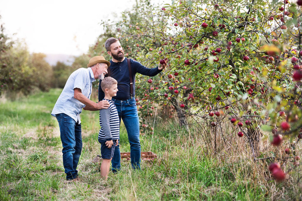 Niño pequeño con padre y abuelo recogiendo manzanas en el huerto en otoño
. - Foto, Imagen