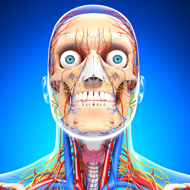 sistema circulatório da cabeça nervosa isolado em azul
 - Foto, Imagem