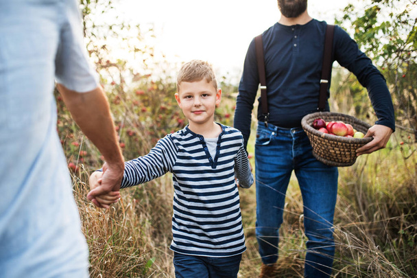 A small boy with father and grandfather walking in apple orchard in autumn. - Foto, Imagen