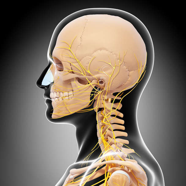 Squelette de l'homme vue latérale de la tête et du système nerveux
 - Photo, image