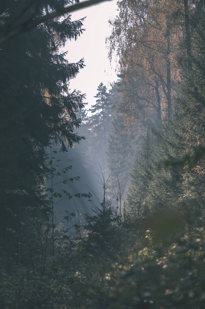 Walddetails im Spätherbst auf dem Land mit Baumstämmen, farbigen Blättern und leeren Ästen an sonnigen Herbsttagen. Boden bedeckt mit gelben Blättern - alter Film-Look - Foto, Bild