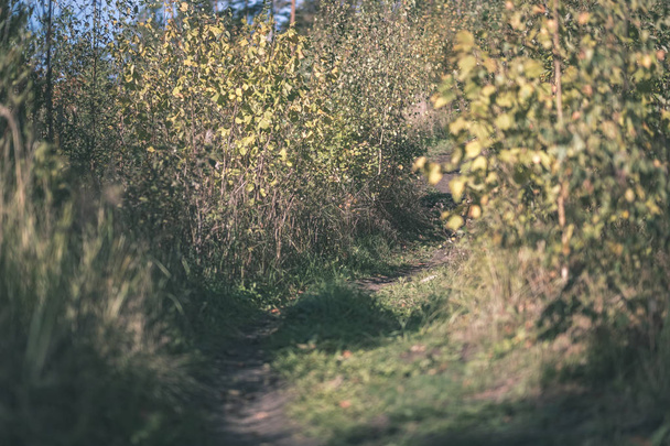 wandelweg herfst bos met gekleurde bladeren - vintage oude look van de film - Foto, afbeelding