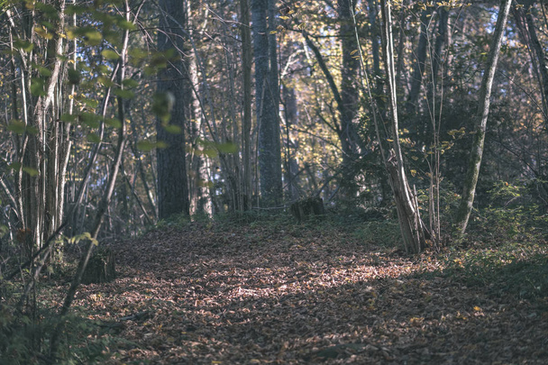 природная туристическая тропа в лесу поздней осенью с цветными листьями и ярким небом - старинная кинопленка выглядит
 - Фото, изображение