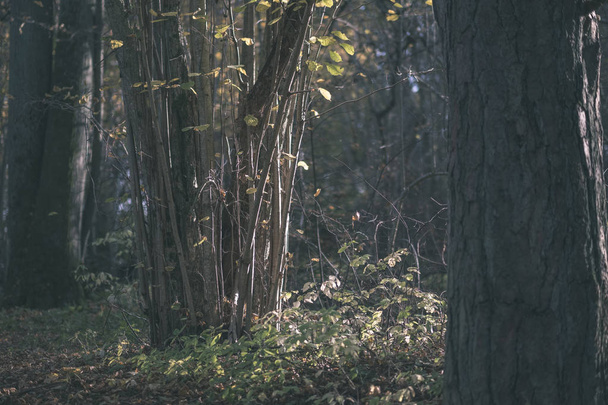 sentier touristique naturel dans les bois à la fin de l'automne avec quelques feuilles colorées et un ciel lumineux - look vintage vieux film
 - Photo, image