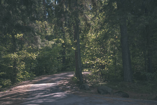 turistická trasa v podzimním lese s barevnými listy - ročník starý filmový vzhled - Fotografie, Obrázek