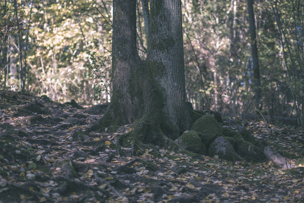 Szczegóły lasu w późnej jesieni na wsi z pni drzew, kolorowe liście i gałęzie pusty w dzień słoneczny upadek. mielony zaległ w żółte liście - starodawny stary wygląd filmu - Zdjęcie, obraz