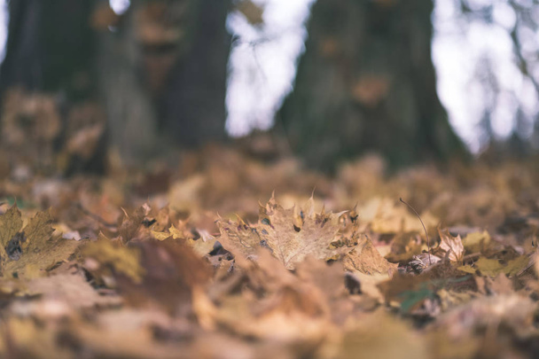 vzorku abstraktní pozadí žluté podzimní strom listy. teplé barvy - vintage starý filmový vzhled - Fotografie, Obrázek