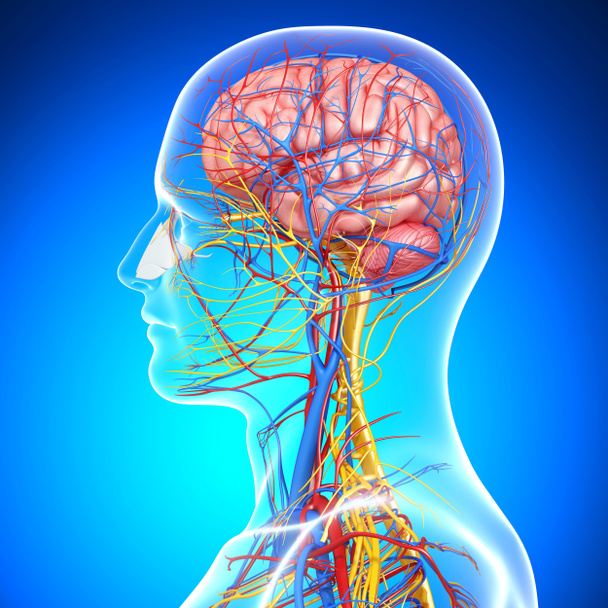 vista lateral del sistema circulatorio cerebral con, ojos, garganta, dientes aislados en fondo azul
 - Foto, Imagen