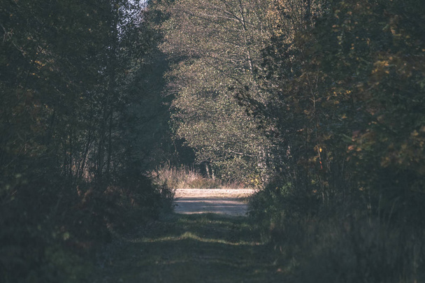 plaisant les sens ou l'esprit esthétiquement chemin de gravier de campagne dans les couleurs de l'automne dans les couleurs de l'automne avec brouillard et arbres brumeux des deux côtés - look ancien film vintage
 - Photo, image