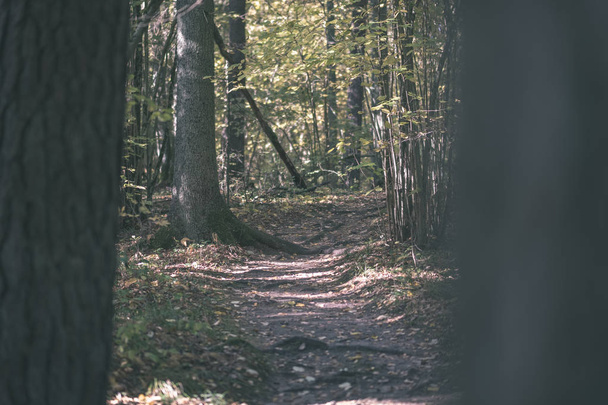 порожня сільська дорога восени вкрита жовтим листям у парку між стовбурами дерев. осінні кольори вінтажний старий фільм
 - Фото, зображення