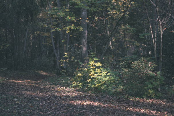 sendero turístico natural en los bosques a finales de otoño con algunas hojas de colores y el cielo brillante - aspecto de película antigua vintage
 - Foto, Imagen