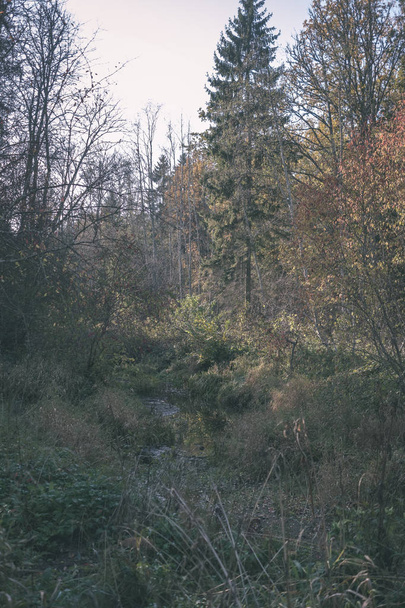detalhes da floresta no final do outono no campo com troncos de árvores, folhas coloridas e ramos vazios no dia ensolarado de outono. chão coberto de folhas amarelas - olhar de filme antigo vintage
 - Foto, Imagem