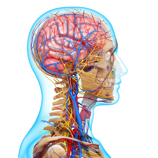 side view of head circulatory system with, eyes, throat, teeth - Photo, Image