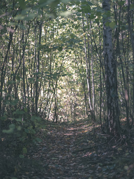 hiking trail in autumn forest with colored leaves - vintage old film look - Photo, image