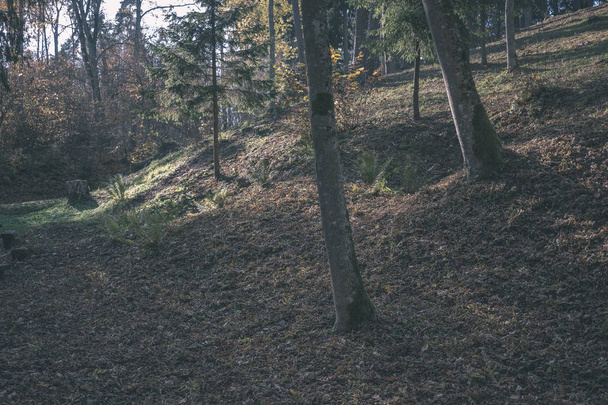 Детали леса поздней осенью в сельской местности с стволами деревьев, цветными листьями и пустыми ветвями в солнечный осенний день. земля покрыта желтыми листьями - старинная пленка выглядит
 - Фото, изображение