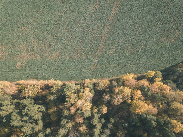 Drone obrazu. Widok z lotu ptaka z obszarów wiejskich z pól i lasów w pochmurny dzień jesień z żółtym kolorze wchodzą dnia drzewa. Łotwa - starodawny stary wygląd filmu - Zdjęcie, obraz
