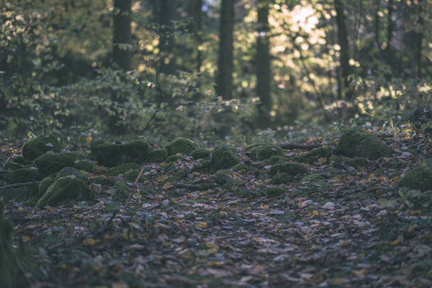 sentier de randonnée dans la forêt d'automne avec des feuilles colorées - look ancien film vintage
 - Photo, image