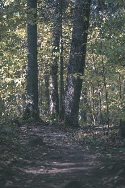 lege landweg in herfst bedekt met gele bladeren in het park tussen de boomstammen. vallen kleuren - vintage oude look van de film - Foto, afbeelding