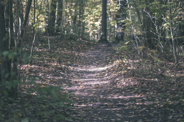 strada di campagna vuota in autunno coperta di foglie gialle in parco tra tronchi d'albero. colori autunnali - vintage look vecchio film
 - Foto, immagini