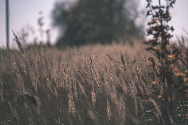 трава вбирає абстрактну текстуру природи з розмитим фоном і осінніми кольорами вінтажний старий фільм
 - Фото, зображення