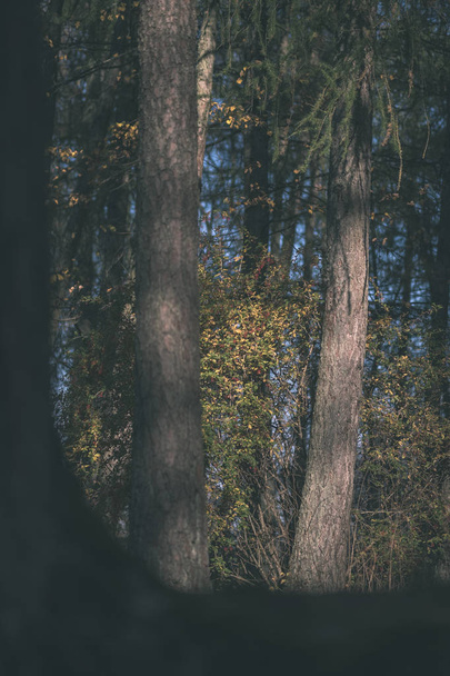 détails de la forêt à la fin de l'automne à la campagne avec troncs d'arbres, feuilles colorées et branches vides dans la journée ensoleillée d'automne. sol recouvert de feuilles jaunes - ancien look film vintage
 - Photo, image