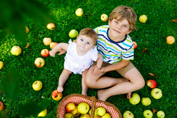 Duas crianças pegando maçãs em uma fazenda no início do outono. Menina e menino brincando no pomar da macieira. As crianças colhem fruta num cesto. Irmãos comendo frutas na colheita. Nutrição saudável
 - Fotografia, imagem