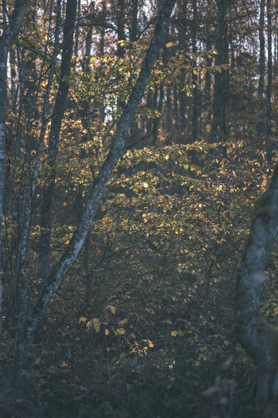 helder geel gekleurde birch tree bladeren en takken in de herfst. gestructureerde natuurlijke achtergrond - vintage oude film kijken - Foto, afbeelding