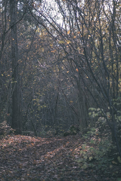 camino de campo vacío en otoño cubierto de hojas amarillas en el parque entre troncos de árboles. colores de otoño - aspecto de película antigua vintage
 - Foto, imagen